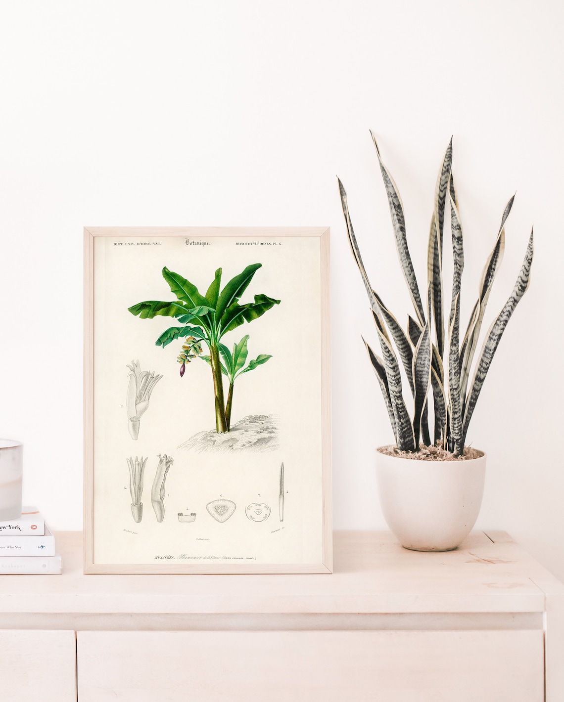 Vintage French Banana Plant Tropical Botanical Illustration Wall Art