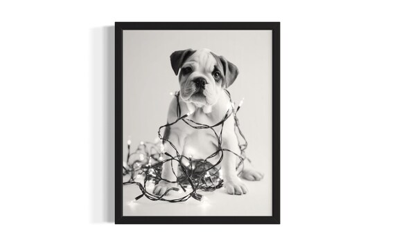 Grumpy English Bulldog Puppy Tangled In Christmas Lights Poster