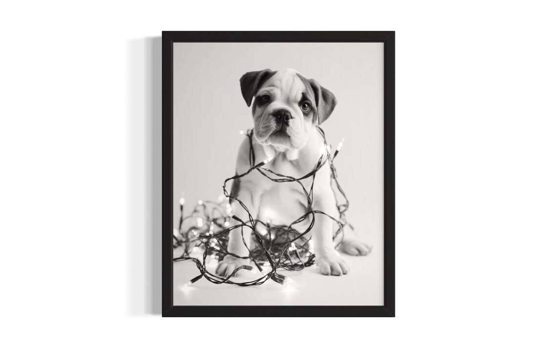 Grumpy English Bulldog Puppy Tangled In Christmas Lights Poster