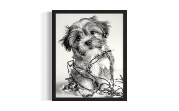 Tiny Shih Tzu Puppy Tangled In Twinkling Christmas Lights Poster