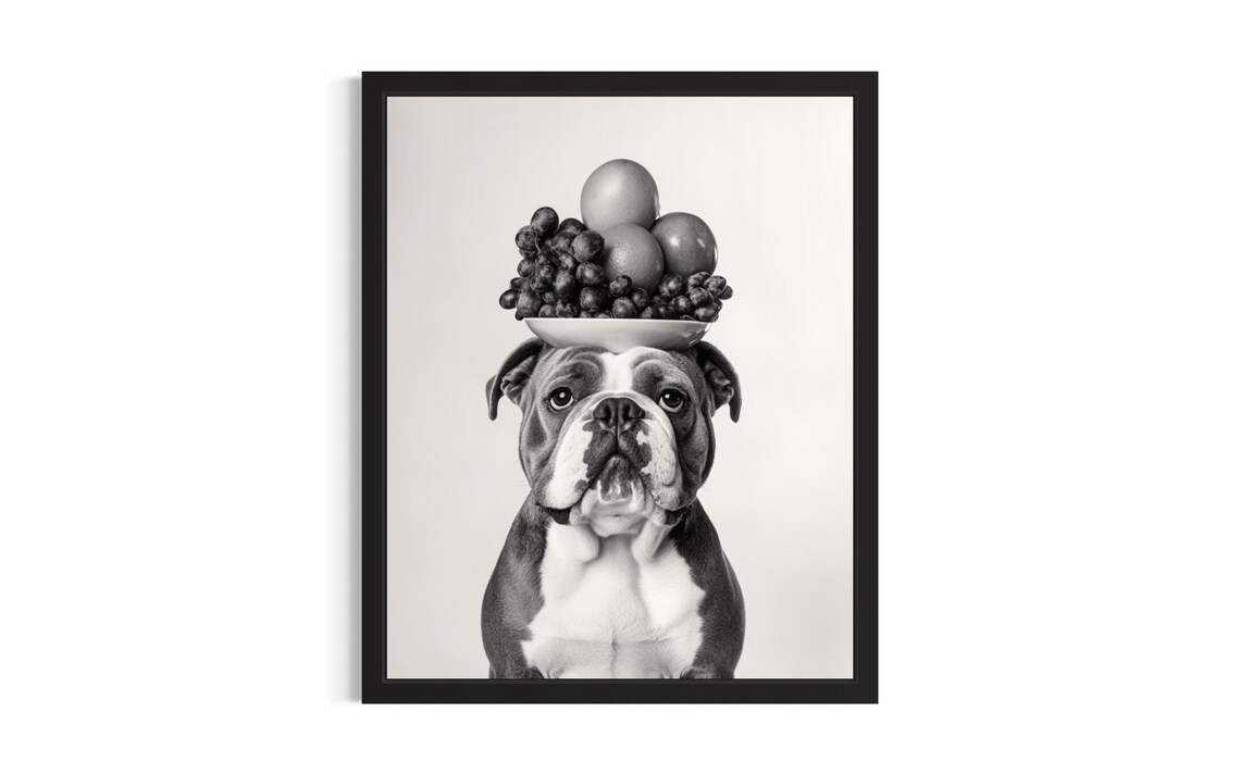 Bulldog Balancing Fruit Bowl Black And White Dog Portrait Poster