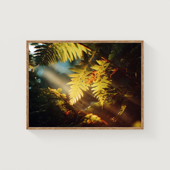Sunlit Green Fern Fronds with Light Rays Dark Forest Photography Poster
