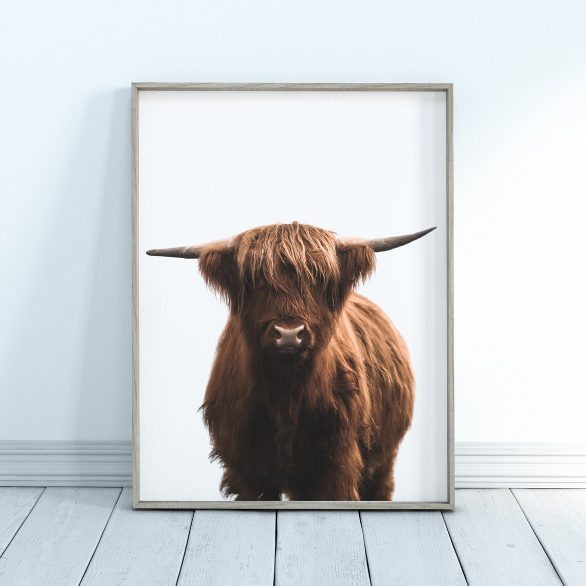 Highland Cow Poster Shaggy Brown Cow Portrait On Clean White