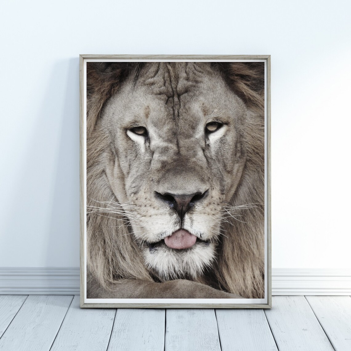 Lion Sticking Tongue Out Playful Wild Animal Portrait Poster