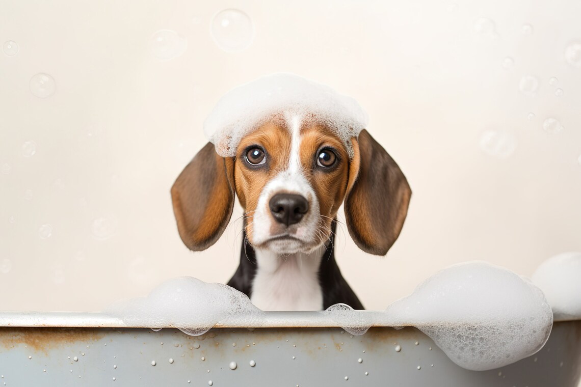 Beagle Pup In The Bathtub Funny Bathroom Art Print