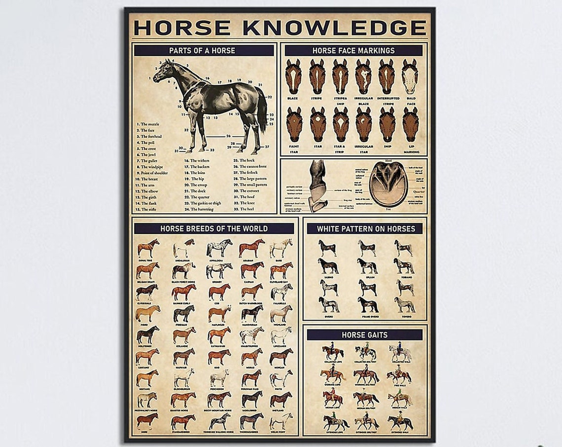 Horse Knowledge Wall Art Parts Of A Horse Horse Lovers Gift Horse Wall Decor Horse Breeds Of The World Horse Face Markings Poster