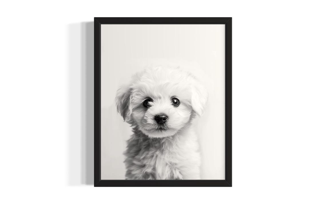 Black And White Fluffy White Puppy Portrait Minimalist Pet Poster