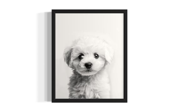 Black And White Fluffy White Puppy Portrait Minimalist Pet Poster