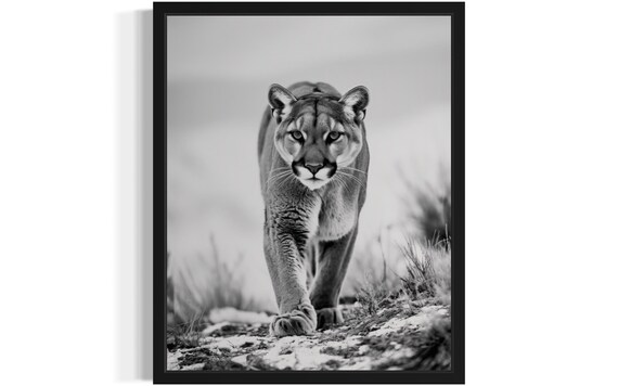 Mountain Lion Walking Through Snow Black and White Wildlife Photo Poster