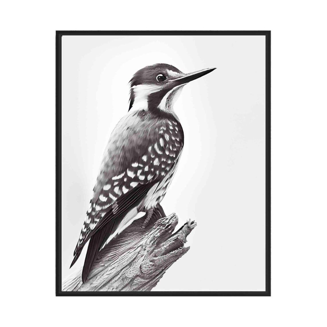 Woodpecker Black and White Spotted Bird on Tree Stump Poster