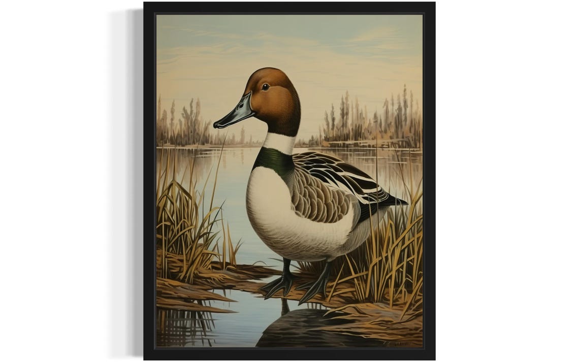 Northern Pintail Drake Wading Among Marsh Reeds Vintage Duck Poster