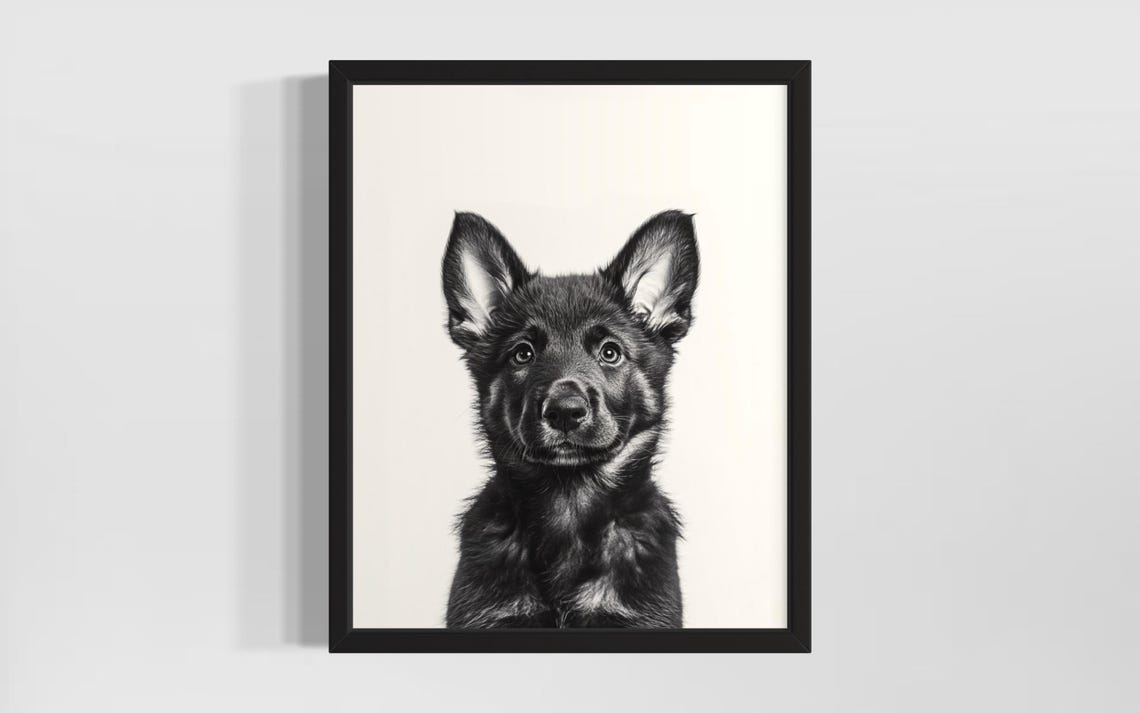 German Shepherd Puppy Black And White Studio Portrait Poster