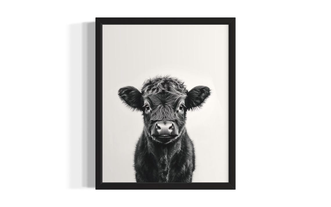 Highland Cow Calf Black And White Portrait Cute Farm Animal Poster
