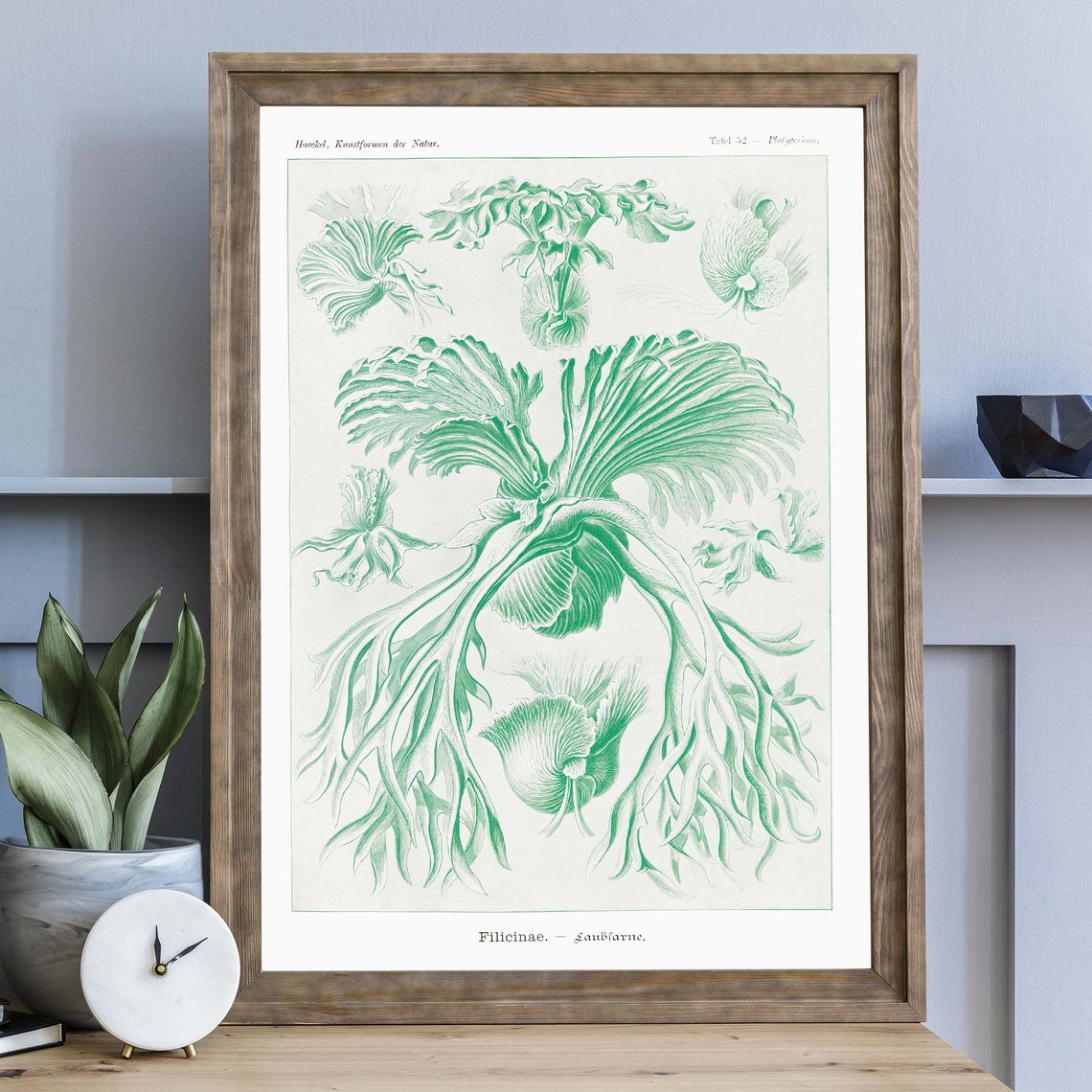 Ernst Haeckel Platycerium Staghorn Fern Plate 52 Nature Poster - Image 4