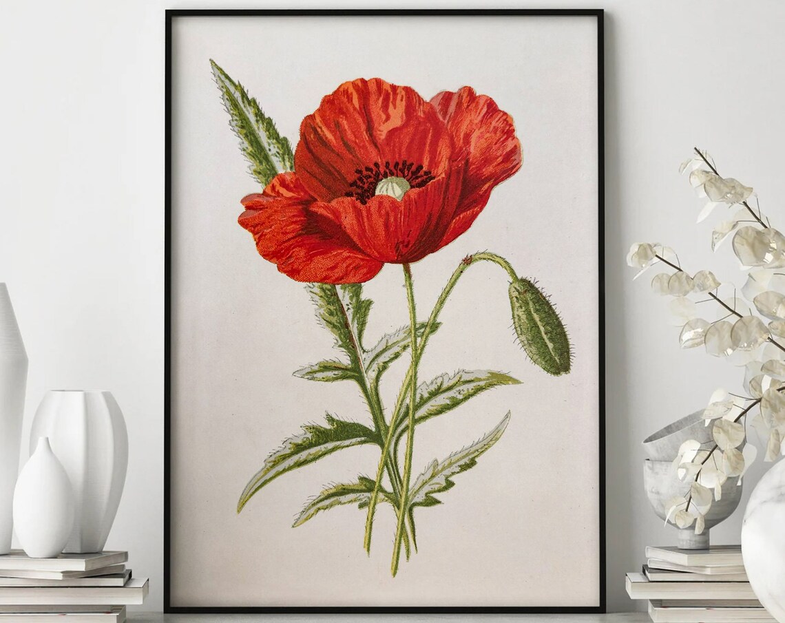 Red Poppy Flower Vintage Botanical Illustration Classic Poster
