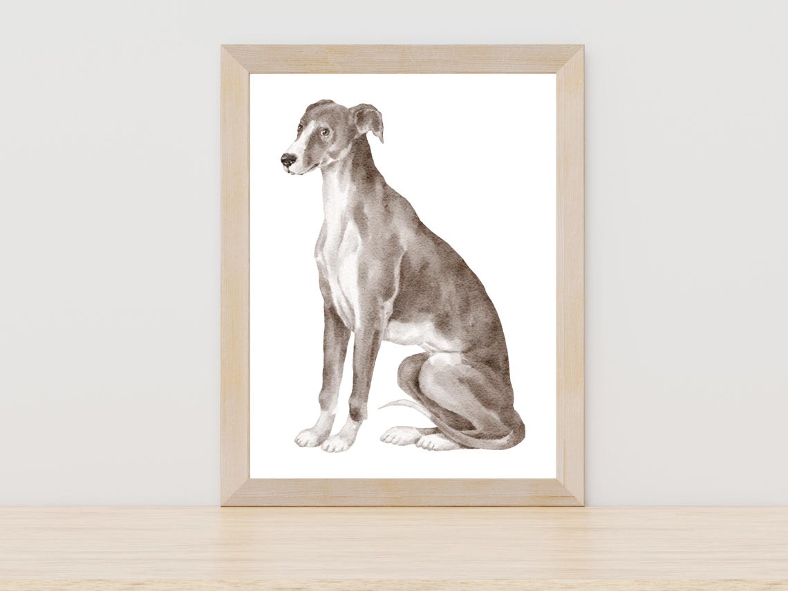 Italian Greyhound Watercolor Elegant Sighthound Dog Portrait Poster