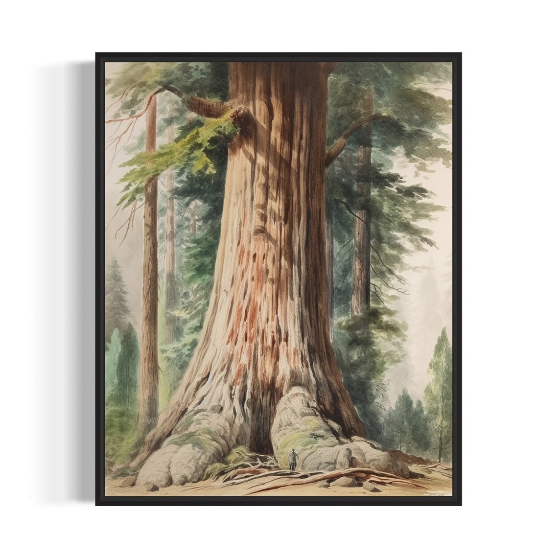 Giant Redwood Tree Ancient Forest Watercolor Illustration Poster