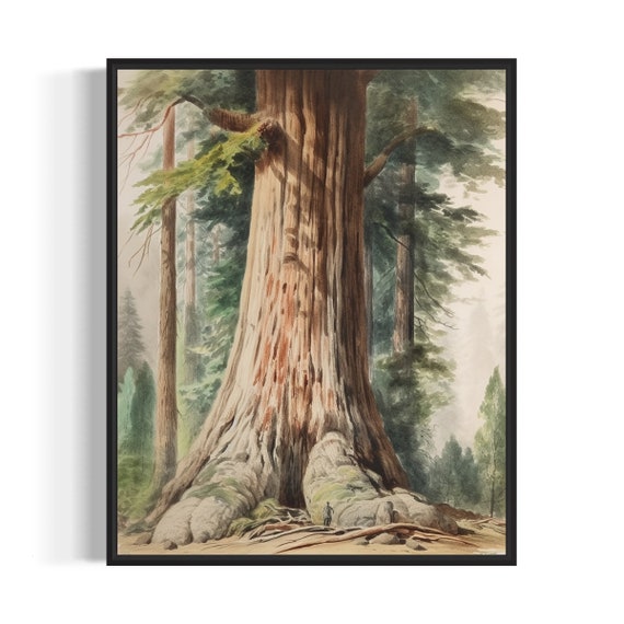 Giant Redwood Tree Art Print Giant Redwood Tree Wall Art Poster
