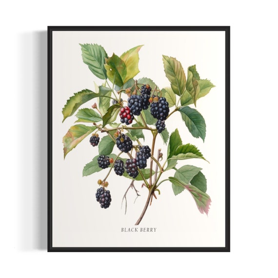 Black Berry Tree Art Print, Botanical Wall Art