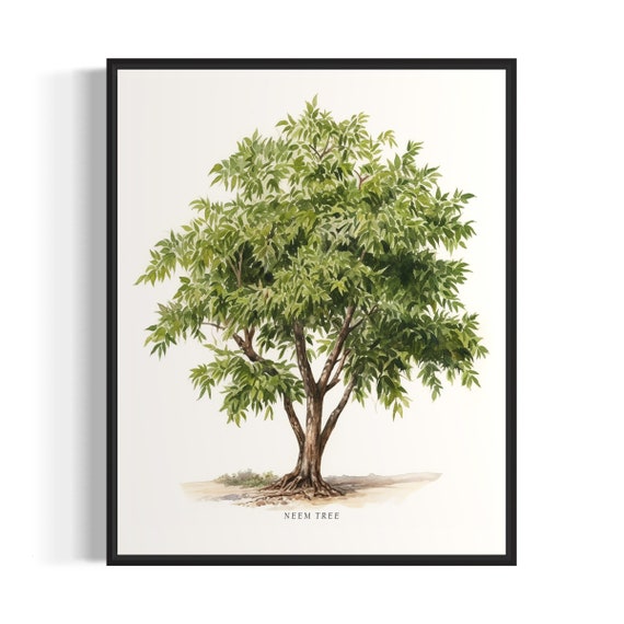 Neem Tree Art Print Neem Tree Wall Art Poster