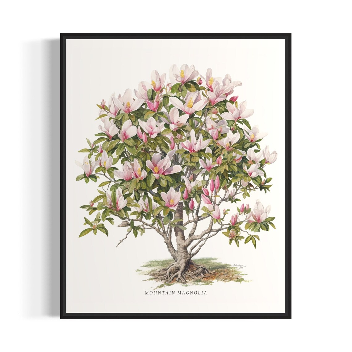 Mountain Magnolia Tree Art Print, Botanical Wall Art