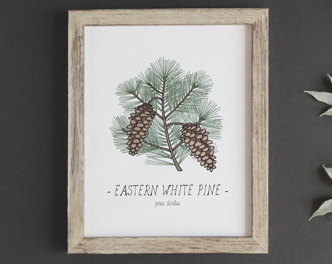 White Pine Botanical Drawing Poster, Woodland Decor - Image 2