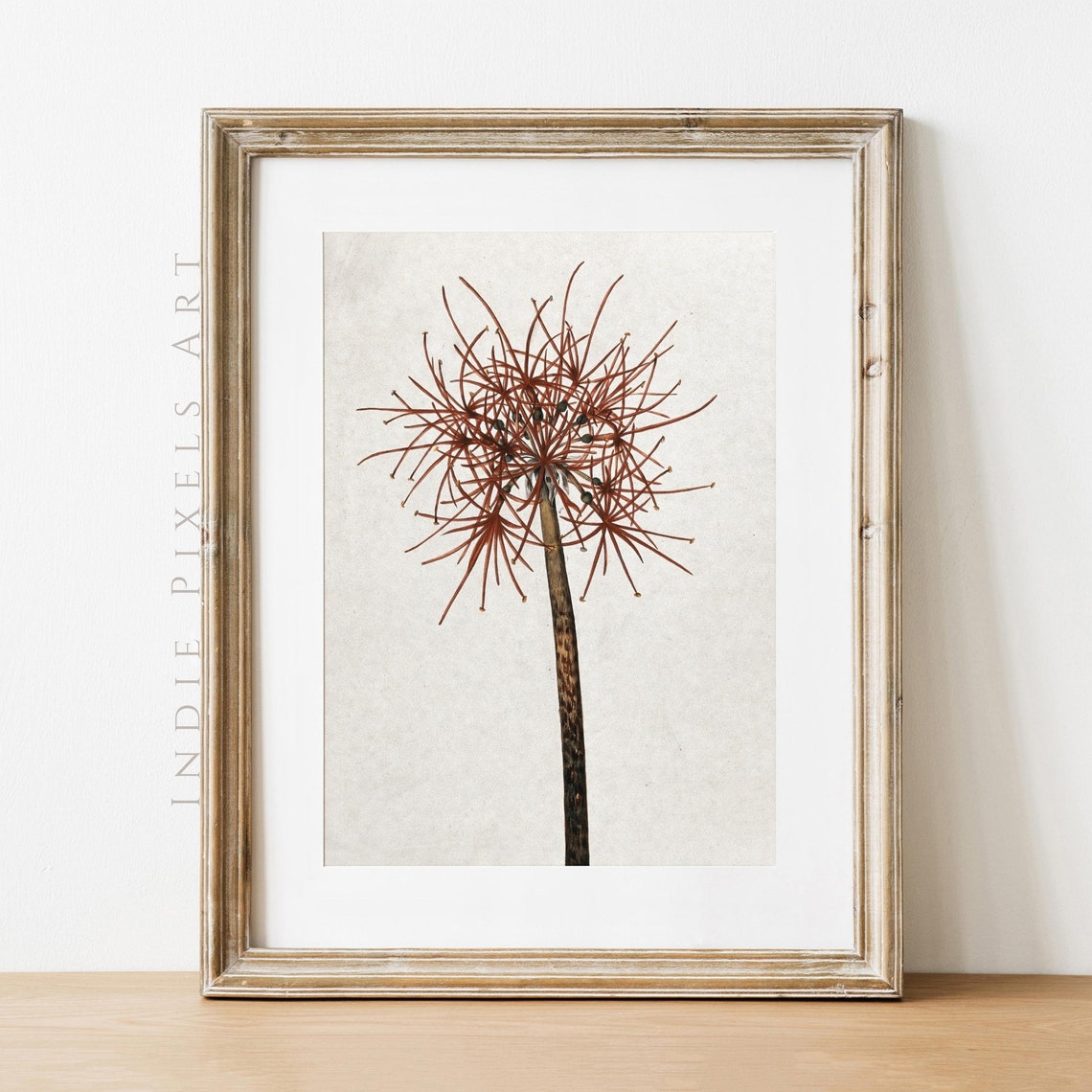 Warm Rust Allium Seed Head Vintage Botanical Drawing Neutral Art Print