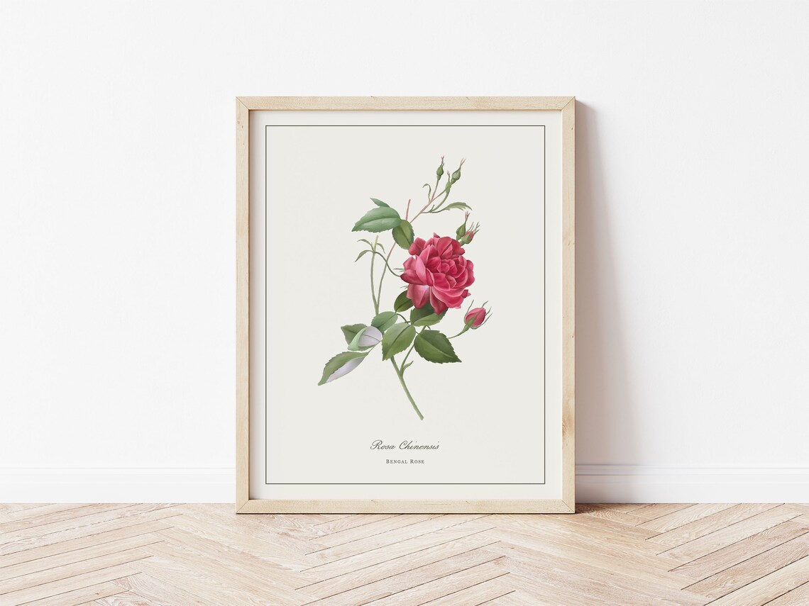 Bengal Rose Botanical Illustration, Minimalist Art Print