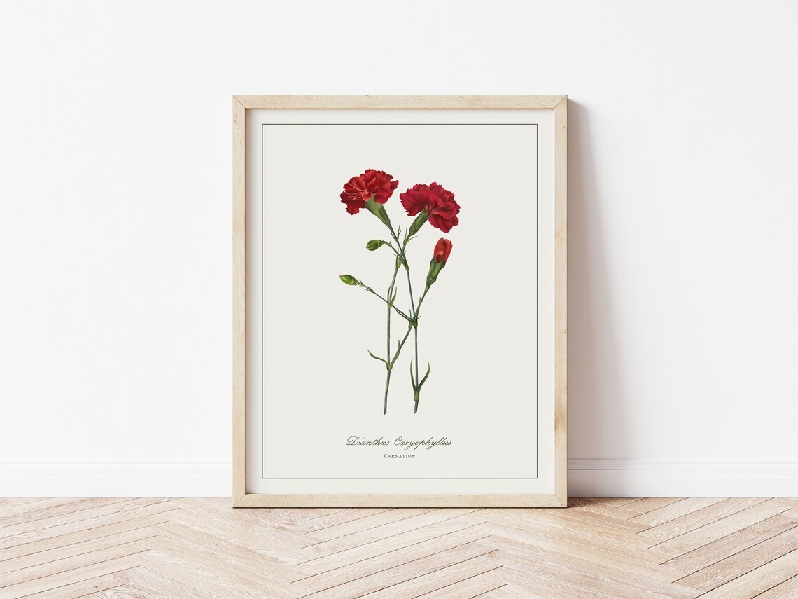 Carnation Botanical Illustration, Minimalistic Floral Art Print
