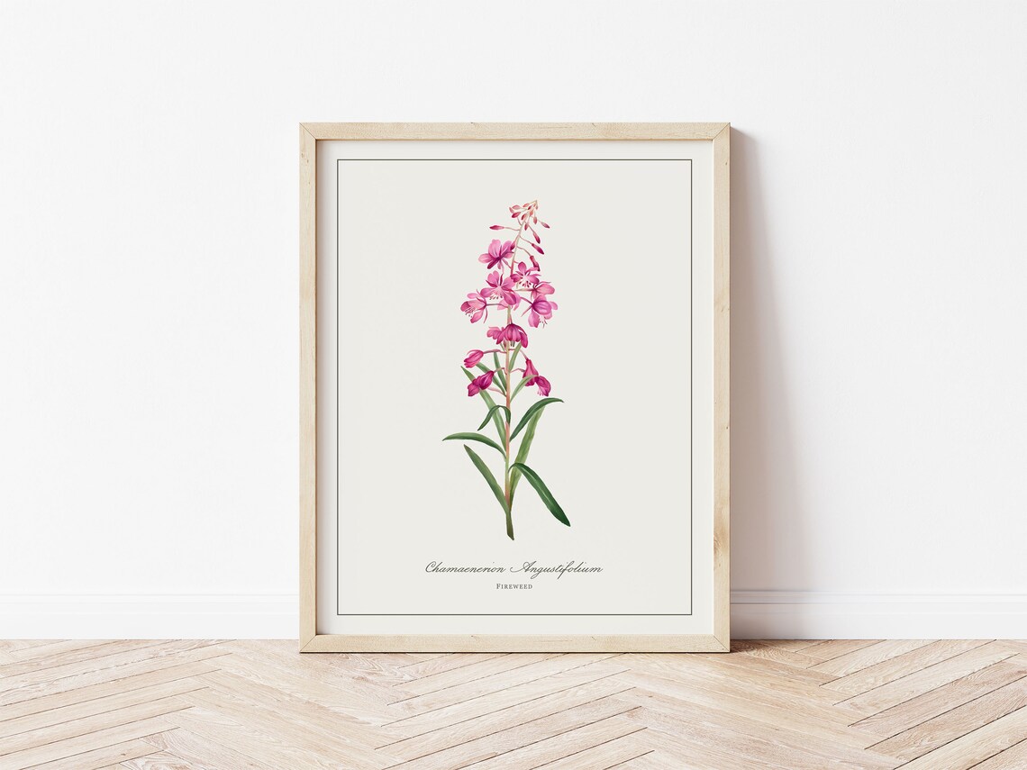 Fireweed Botanical Illustration, Minimalist Art Print
