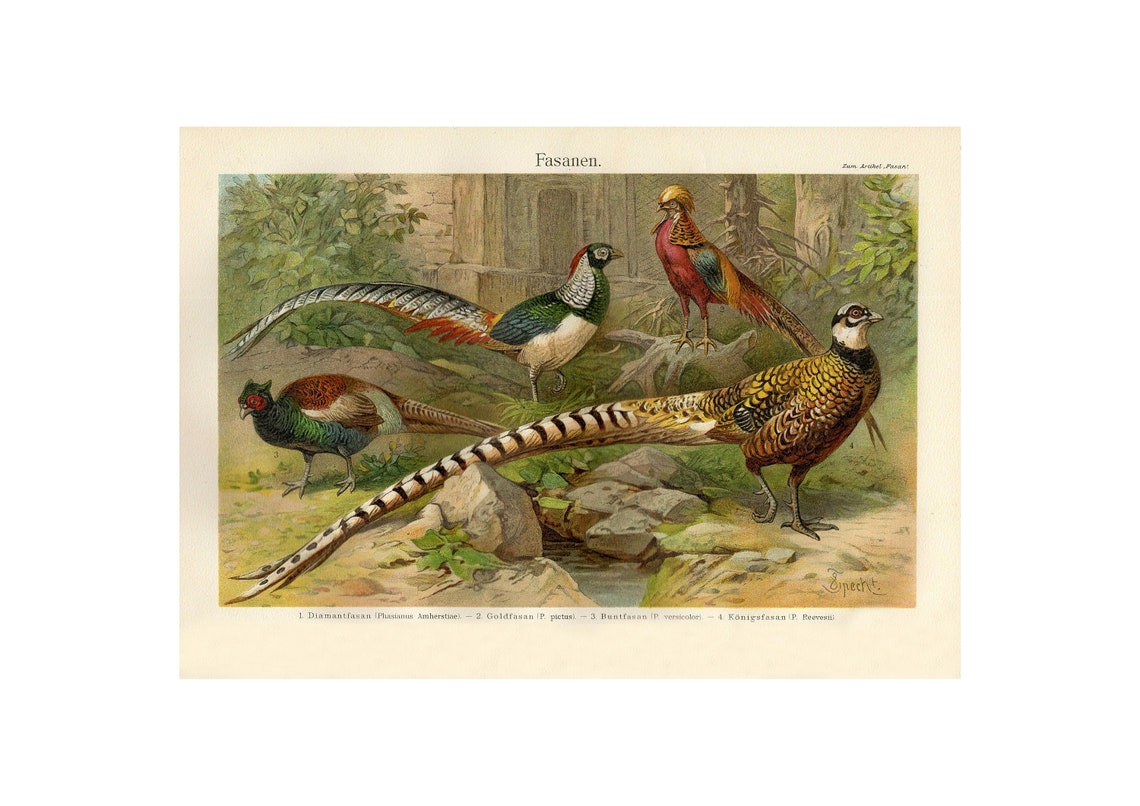 Pheasants Vintage Retro Poster