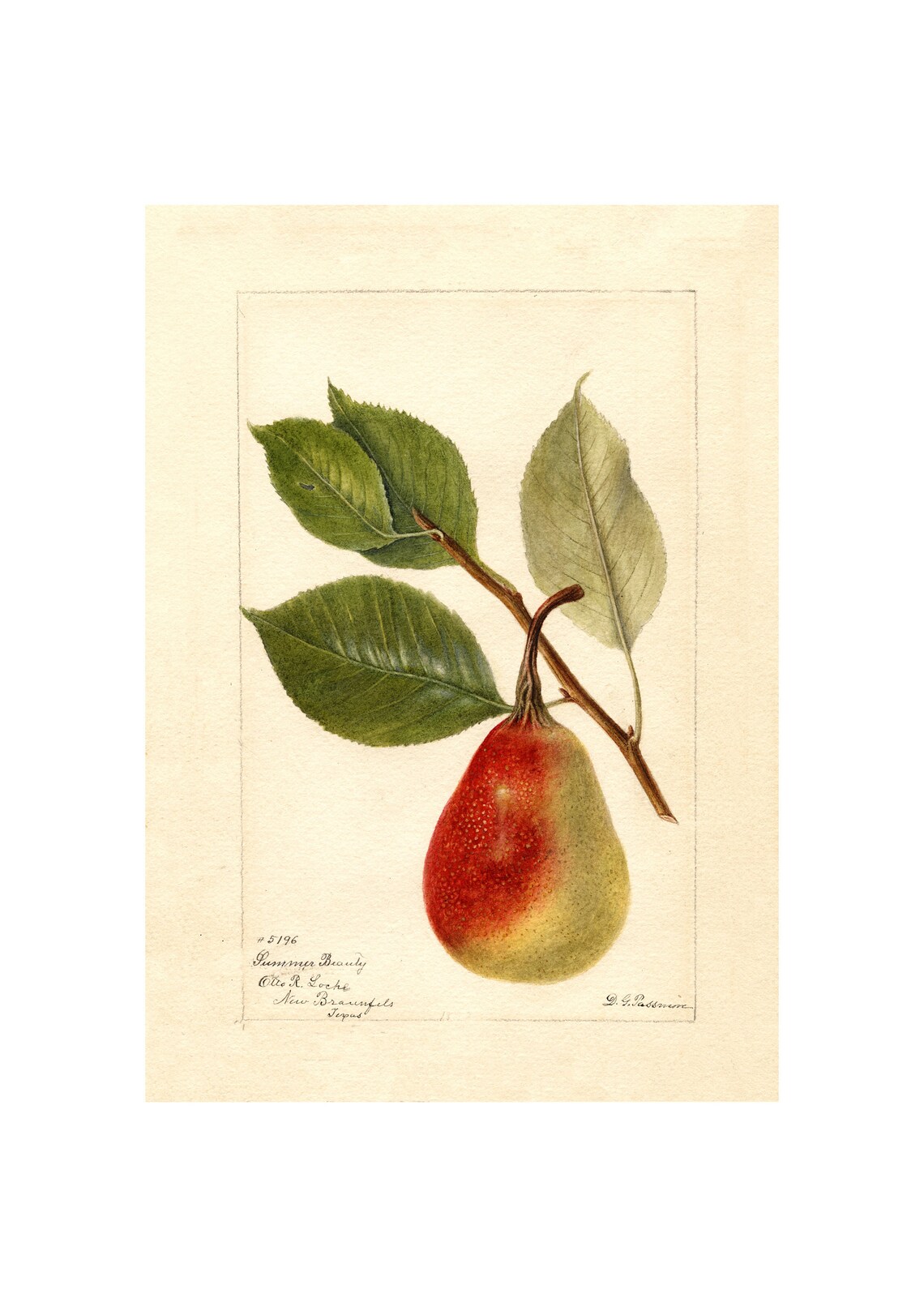 Summer Beauty Pear Antique Pomological Watercolor Texas Fruit Poster