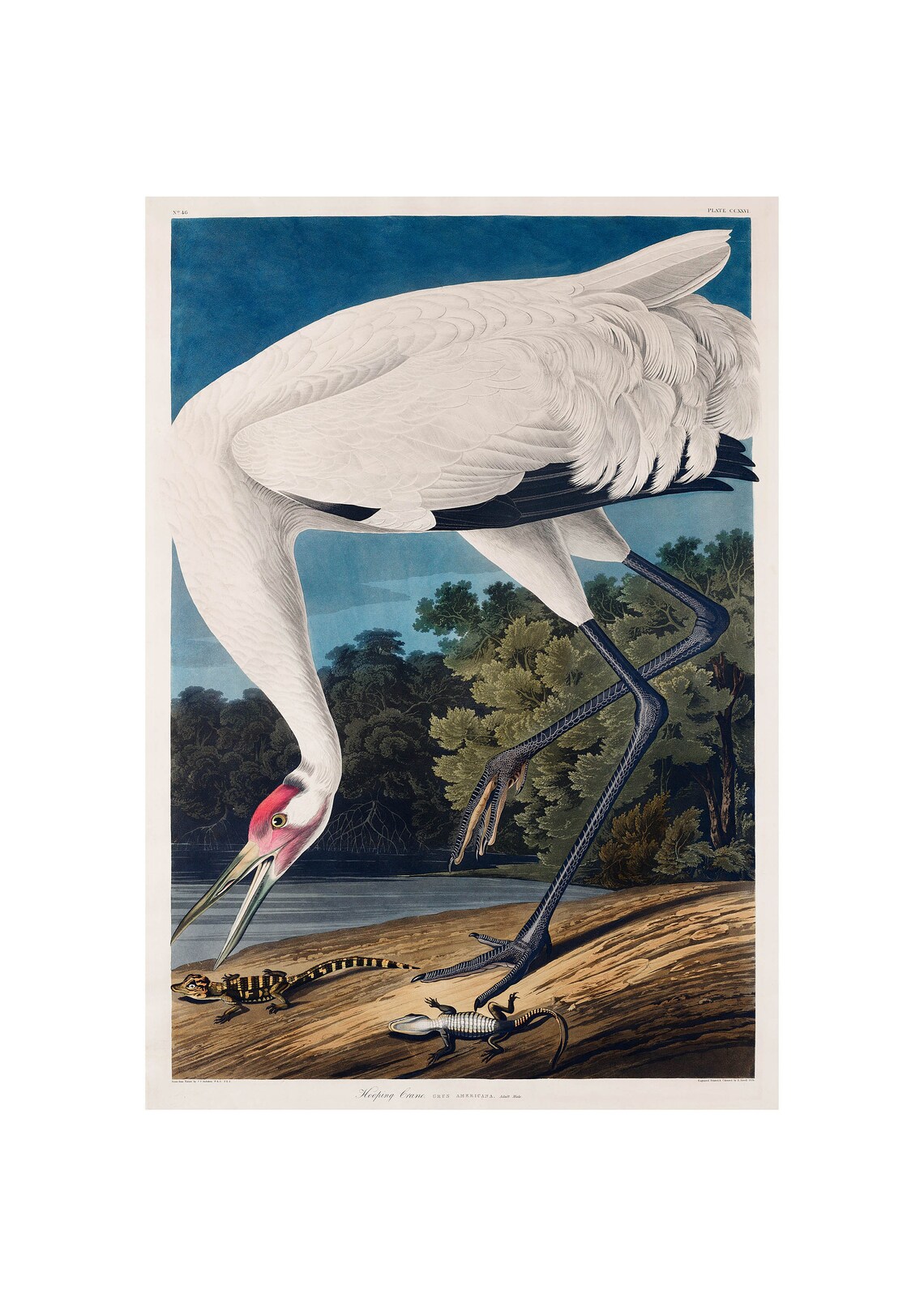 Hooping Crane Audubon 1827 Birds of America Vintage Artwork Poster