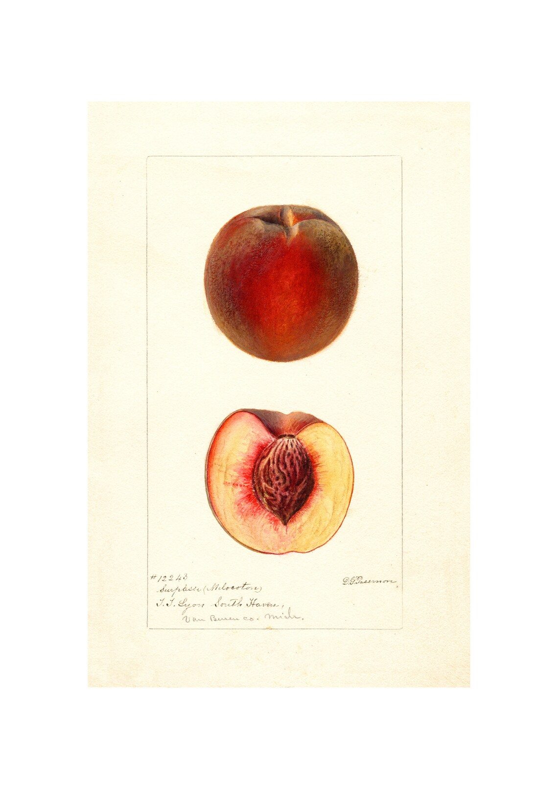 Surprise Peach Antique Pomological Watercolor Stone Fruit Art Poster