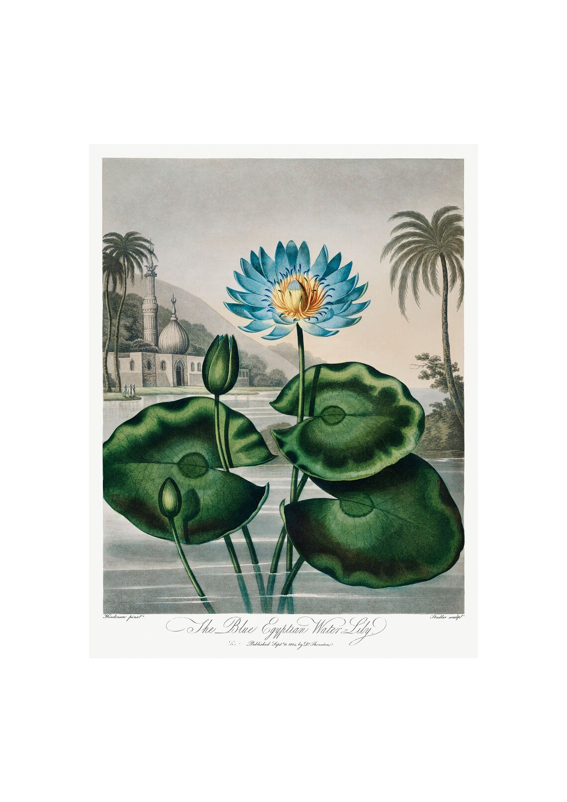 Blue Egyptian Water Lily Antique Lithograph