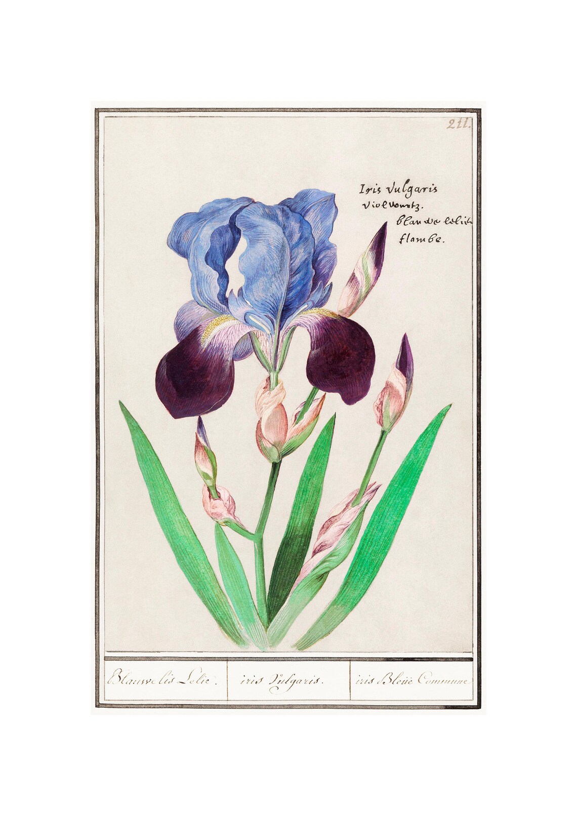Iris Antique Lithograph by Anselmus Botius De Boodt