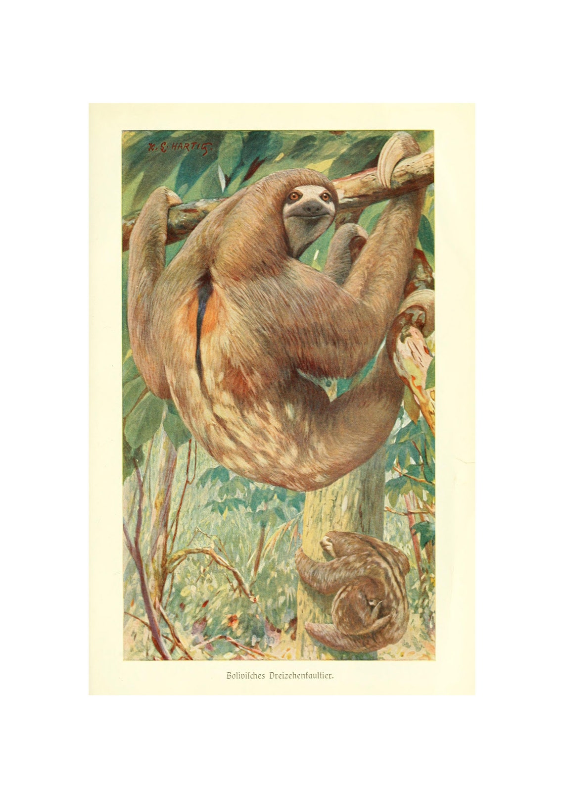 Bolivian Three Toed Sloth Antique Natural History Animal Print