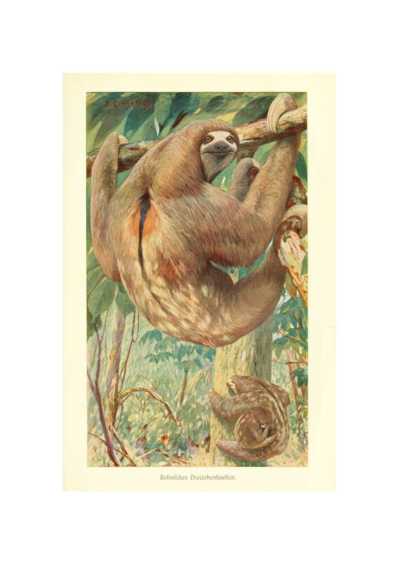 Bolivian Three Toed Sloth Antique Natural History Animal Print