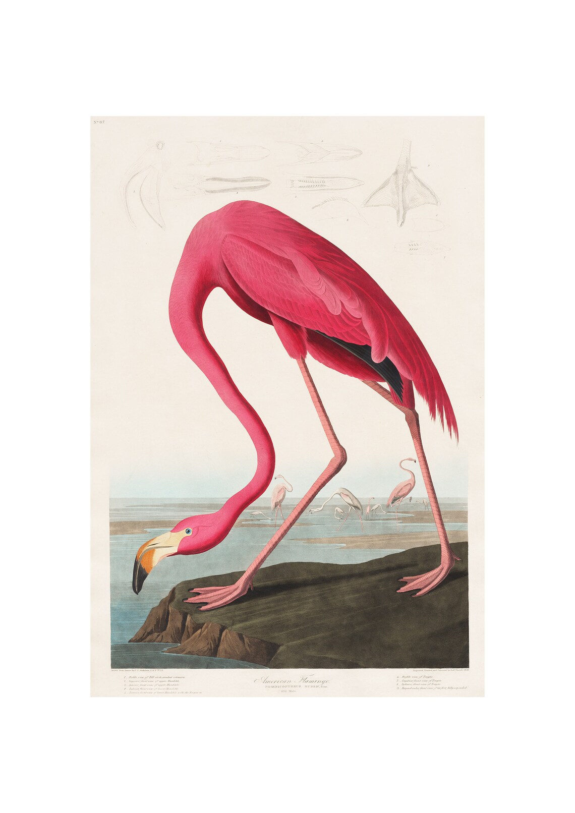 American Flamingo John James Audubon Vintage Bird Engraving Poster