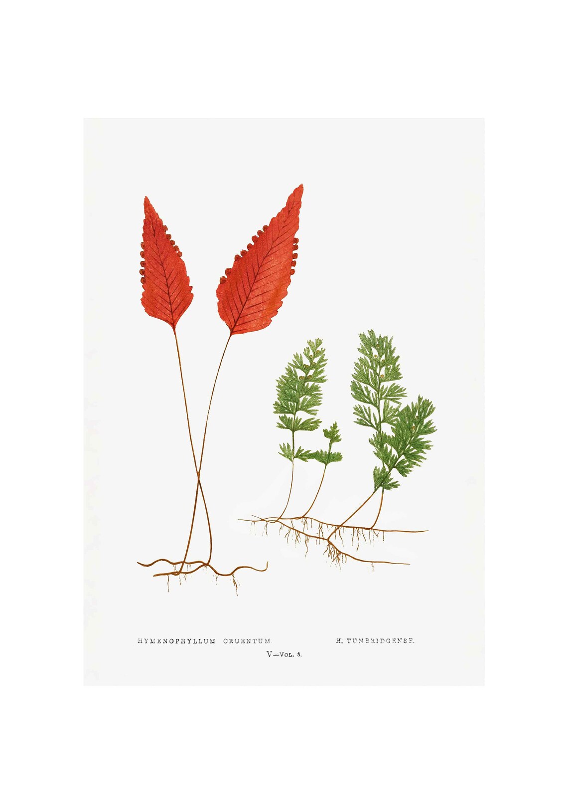Hymenophyllum Ferns Botanical Study Vintage Natural History Art Poster
