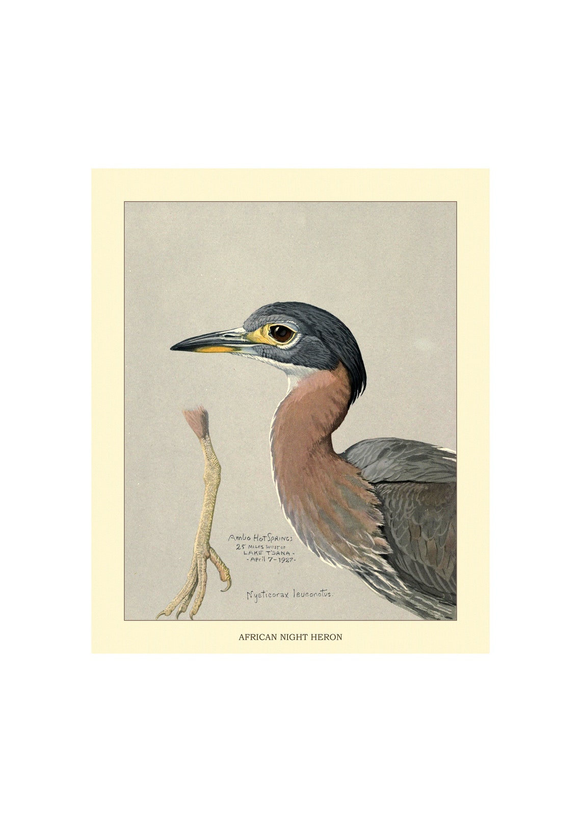 African Night Heron Vintage Ornithological Bird Study Poster