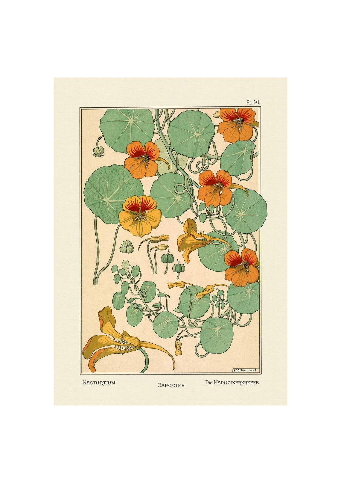 Nasturtium Flowers Art Nouveau Botanical Plate 40 Verneuil Poster