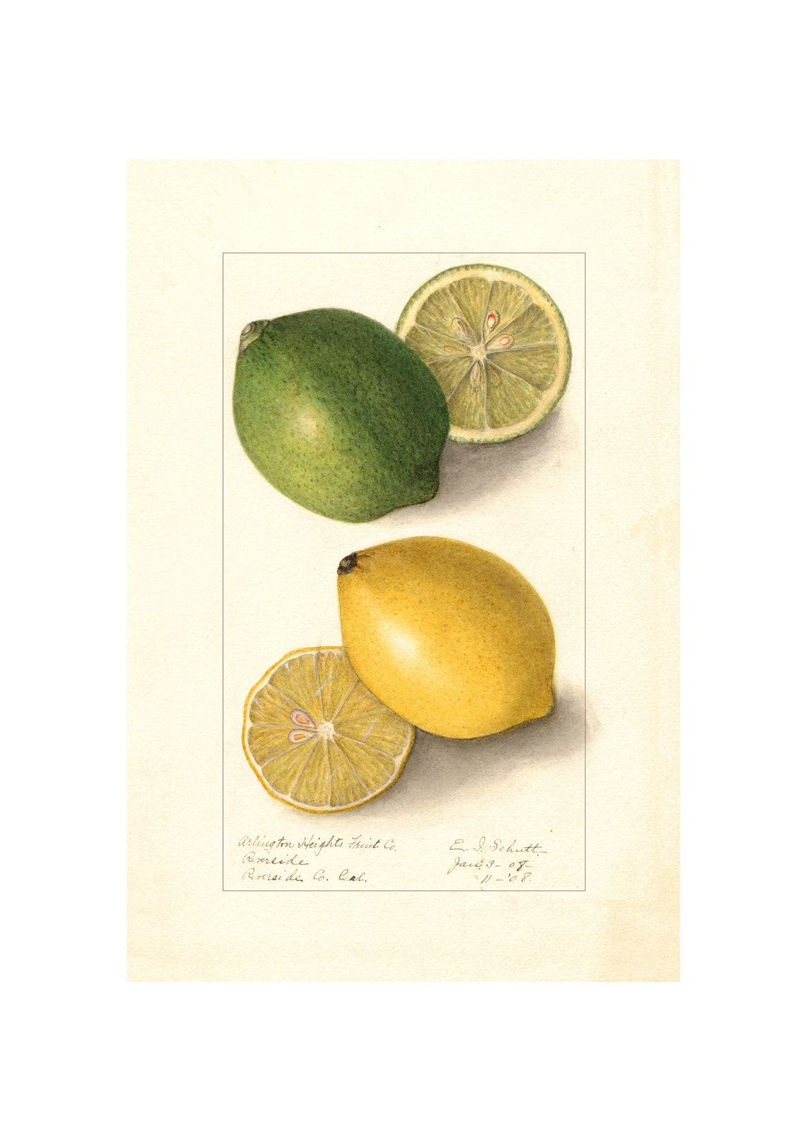 Green and Yellow Lemons Antique Pomological Watercolor 1908 Poster