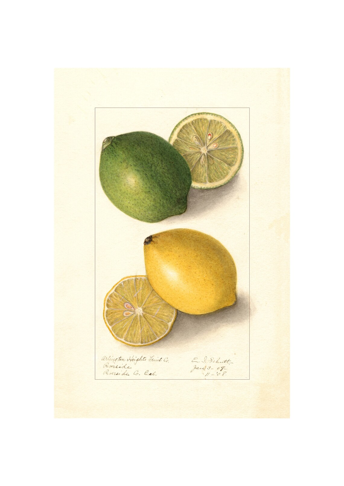 Pomological Watercolor Collection Lemons C 1886 1916 Giclee Fine Art Print Framedunframedcanvas
