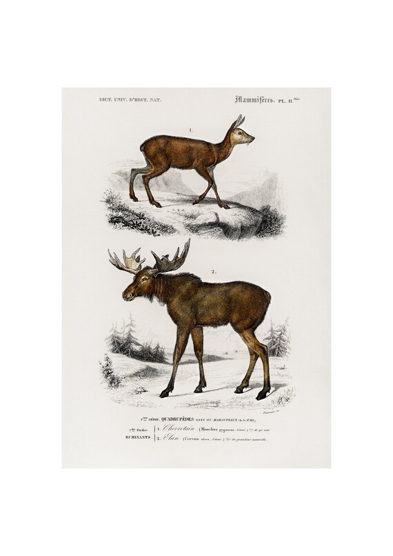 Musk Deer and Moose Elk 1892 Antique Natural History Mammal Poster