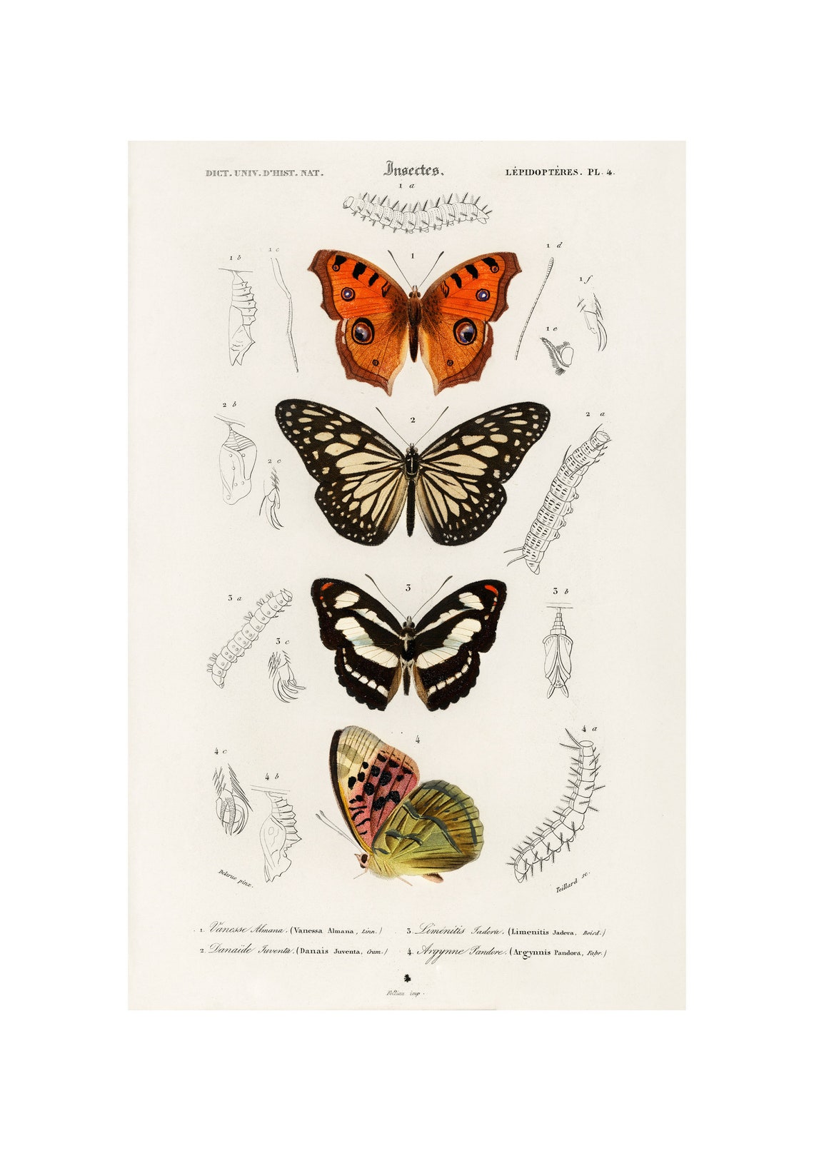 Four Butterflies 1892 Antique Lithograph By Charles Dessalines D Orbigny Giclee Print Framedunframed
