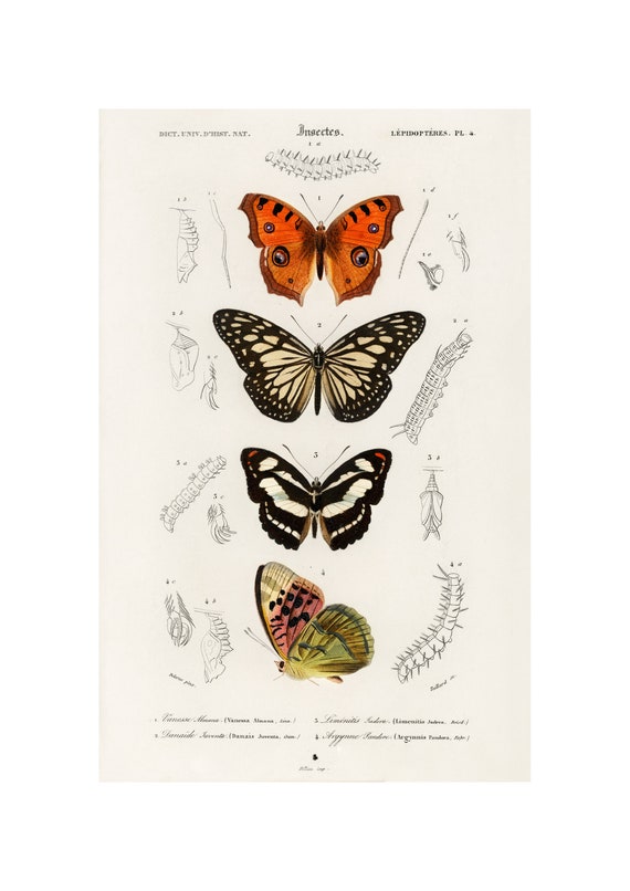 Four Butterflies 1892 Antique Lithograph By Charles Dessalines D Orbigny Giclee Print Framedunframed