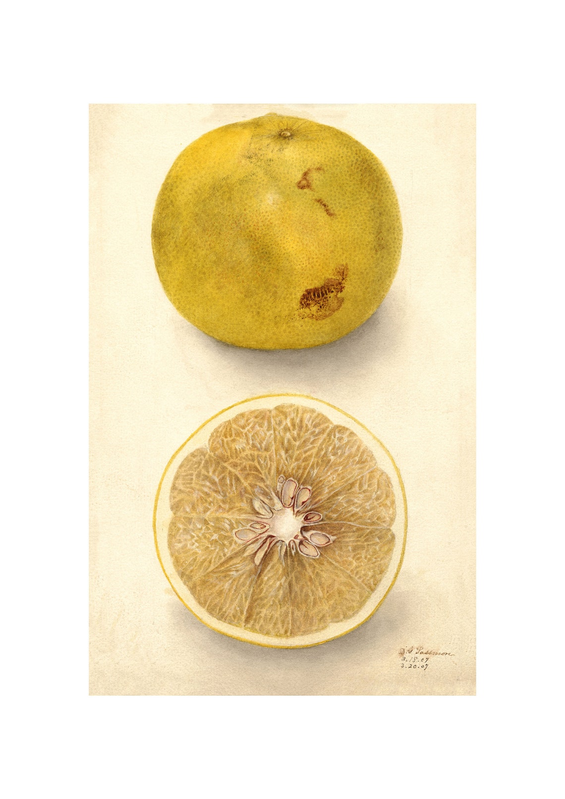 Grapefruit Whole and Cross Section Antique Watercolor 1907 Poster
