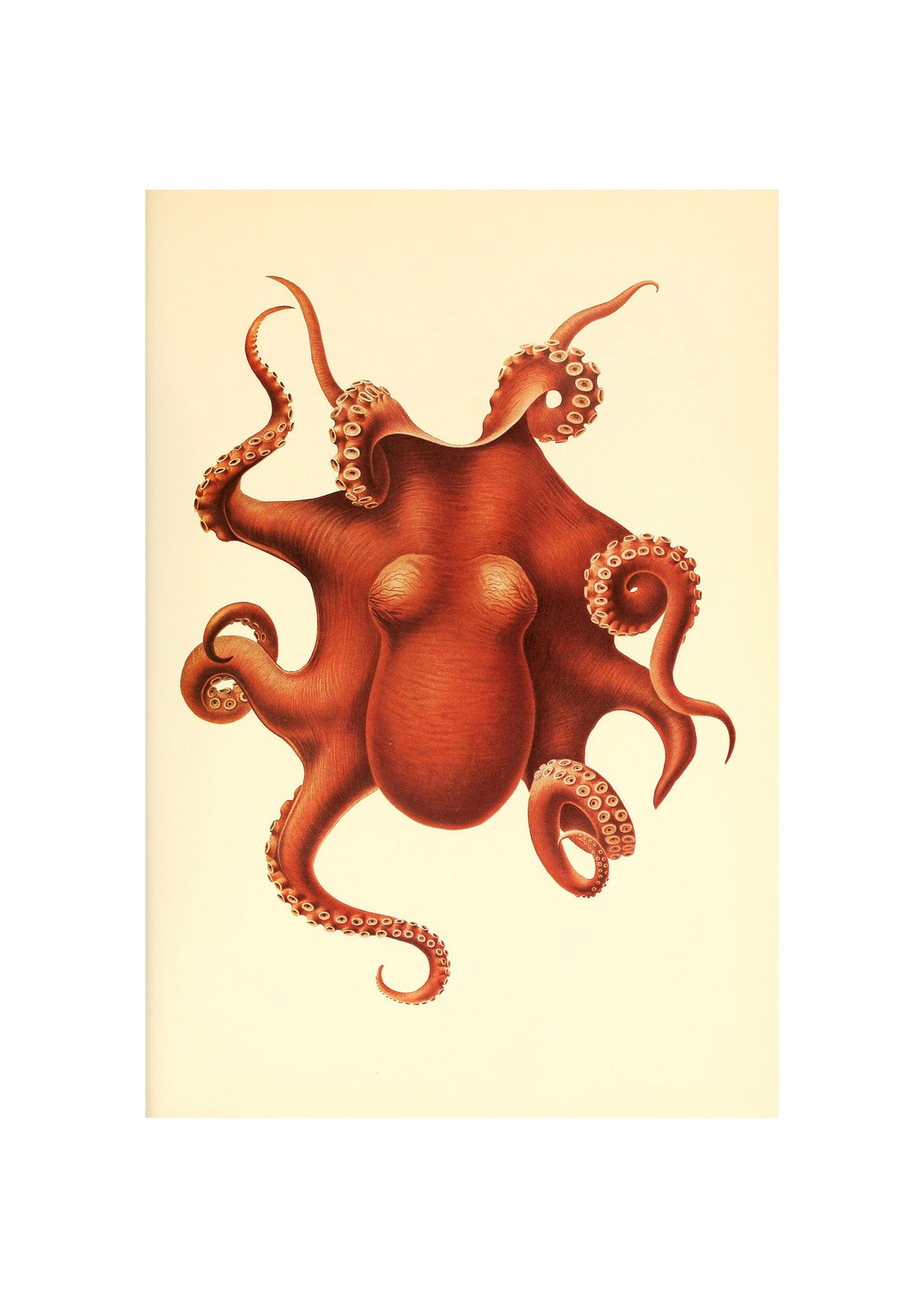 Octopus Art Print, Benthoctopus Levis