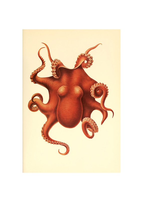 Octopus Art Print, Benthoctopus Levis